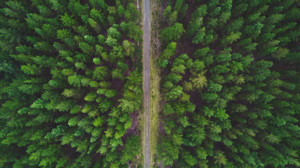 Drone view of a road in the Macedon Forest in Australia in Victoria.